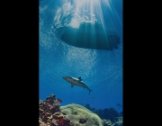 mf-2023-dslr-big-animal-1st-Bruce-Shafer