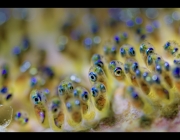 mf-2023-dslr-macro-1st-Bruce-Shafer