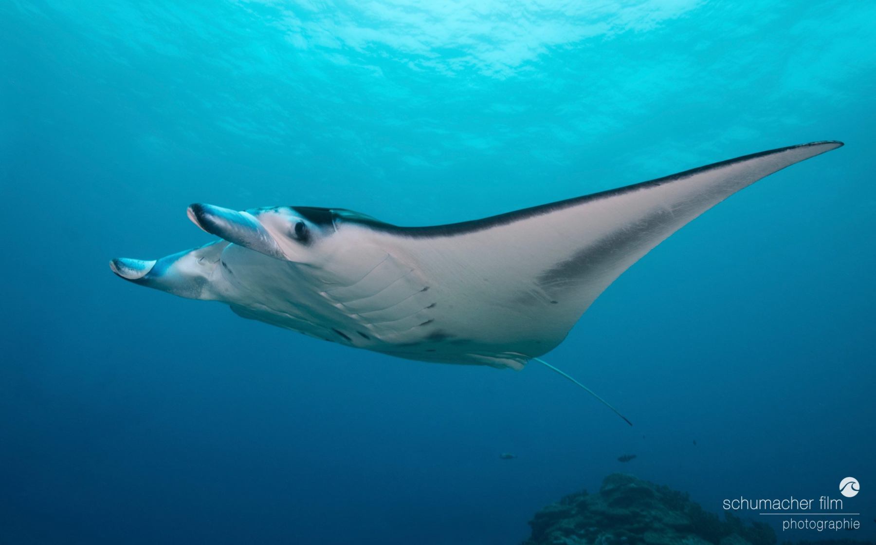 Photographing Giant Manta Rays in Yap