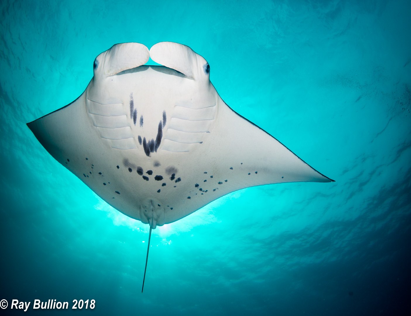 Pesquisando as Raias-Manta de Yap - Manta Ray Bay Resort - Yap, Micronesia