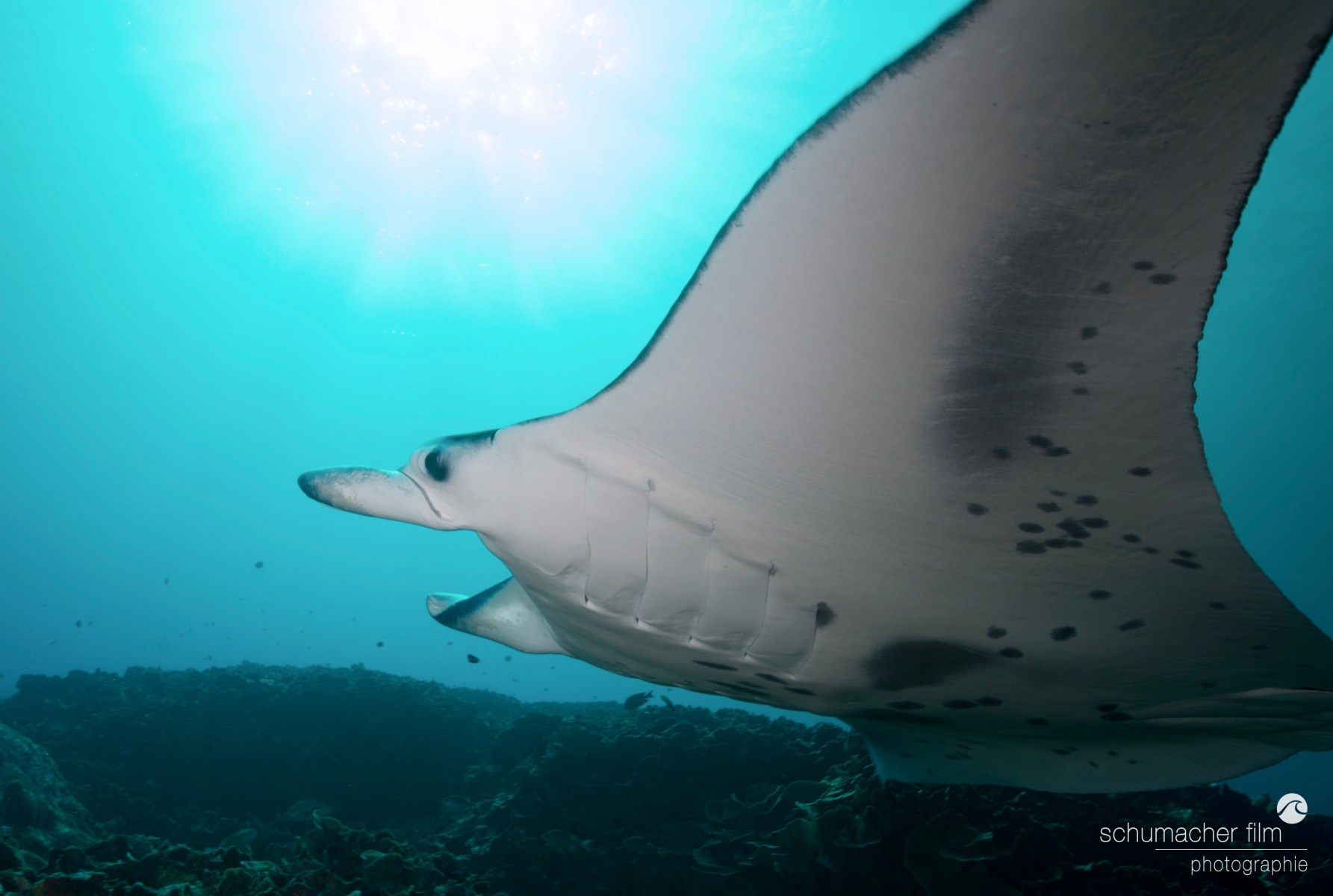 Pesquisando as Raias-Manta de Yap - Manta Ray Bay Resort - Yap, Micronesia