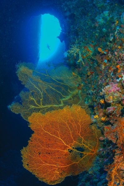 Blue Holes, Palau, Micronesia