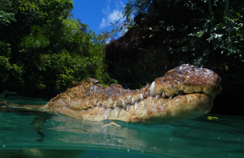 Crocodile, Palau, Micronesia