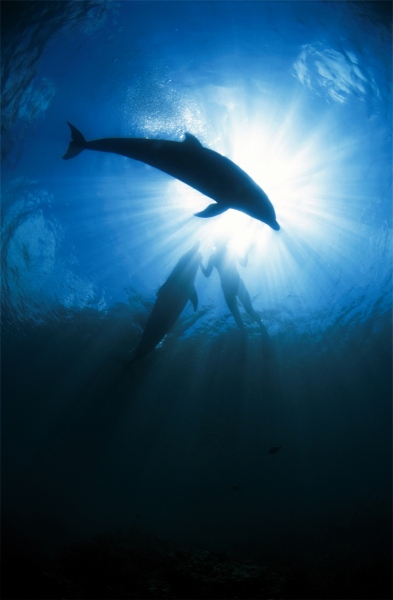 Bottlenose Dolphins, Palau, Micronesia