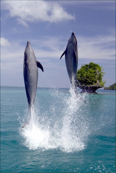 Leaping Dolphins, Palau, Micronesia