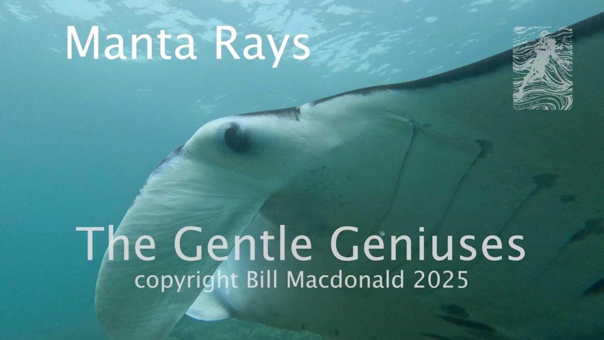 Manta rays the gentle geniuses